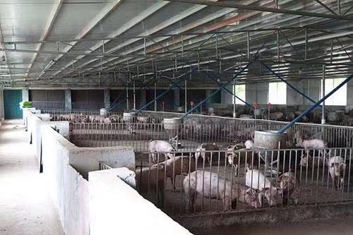 管道风机用在养猪场